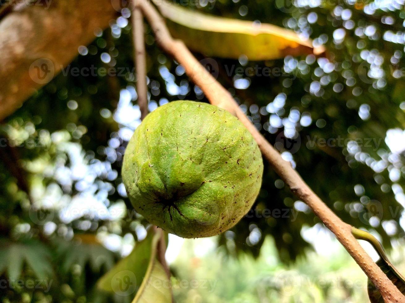 natural árbol planta imagen antecedentes foto