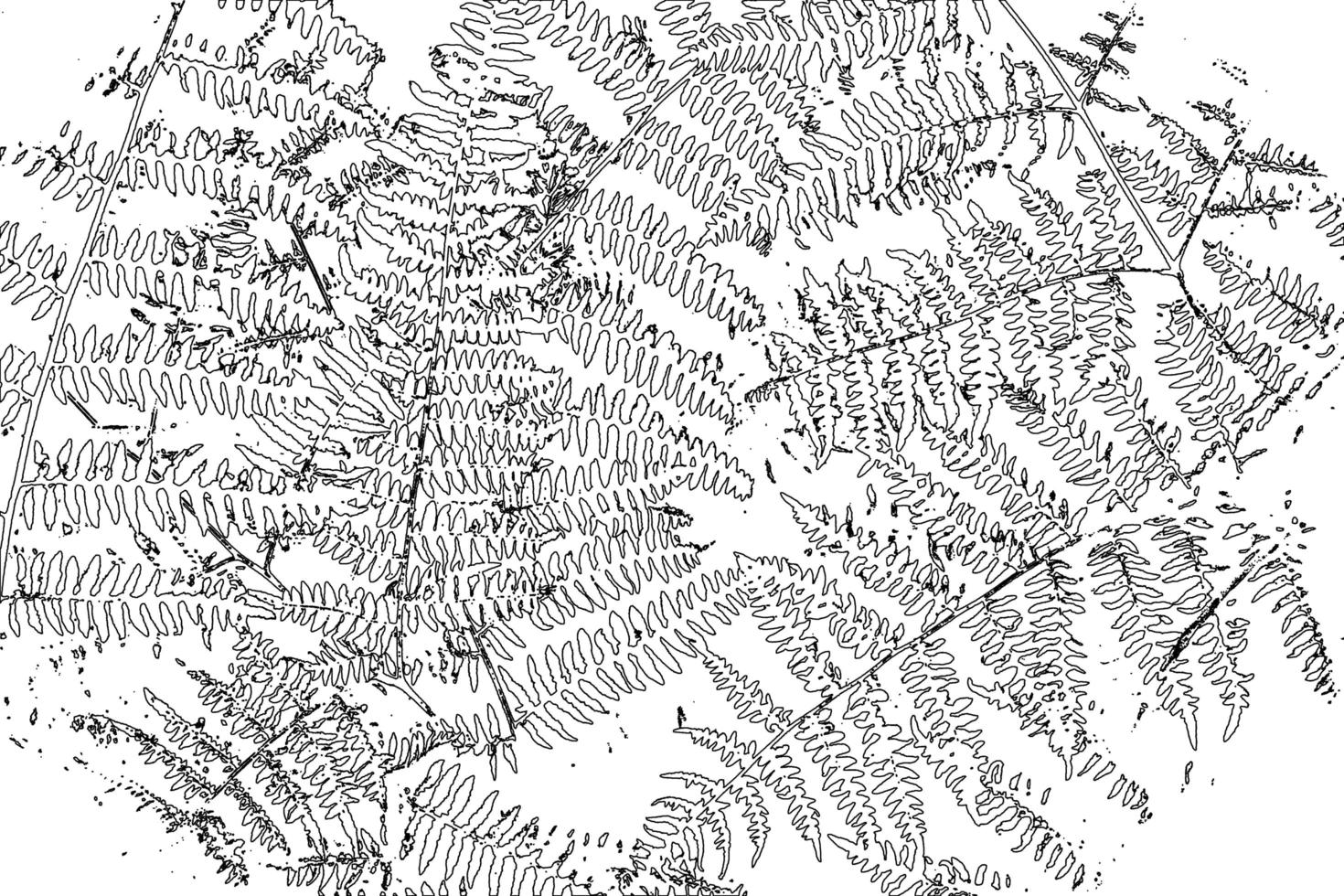 black and white fern leaf texture, grunge background for your design photo