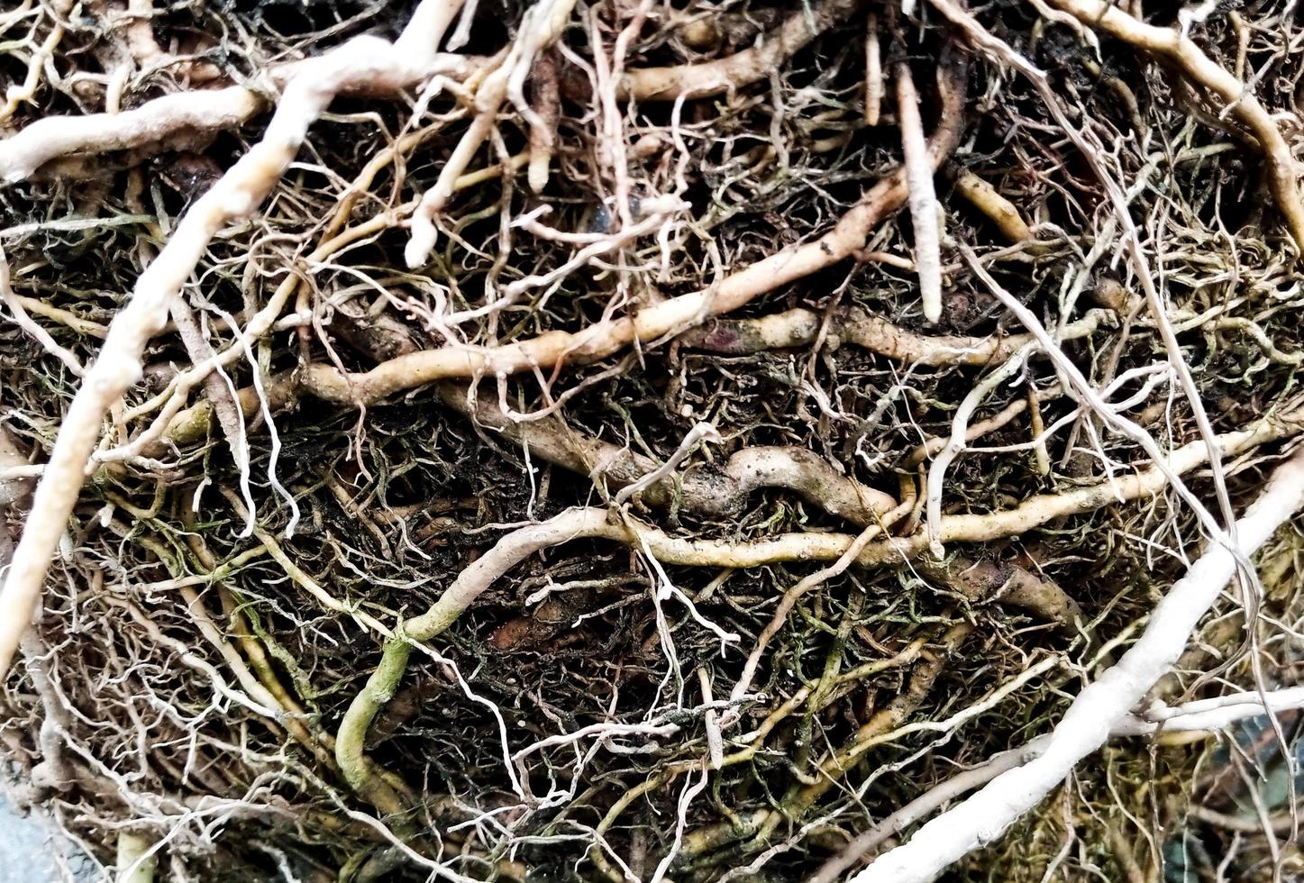 tree roots with soil in a pot photo