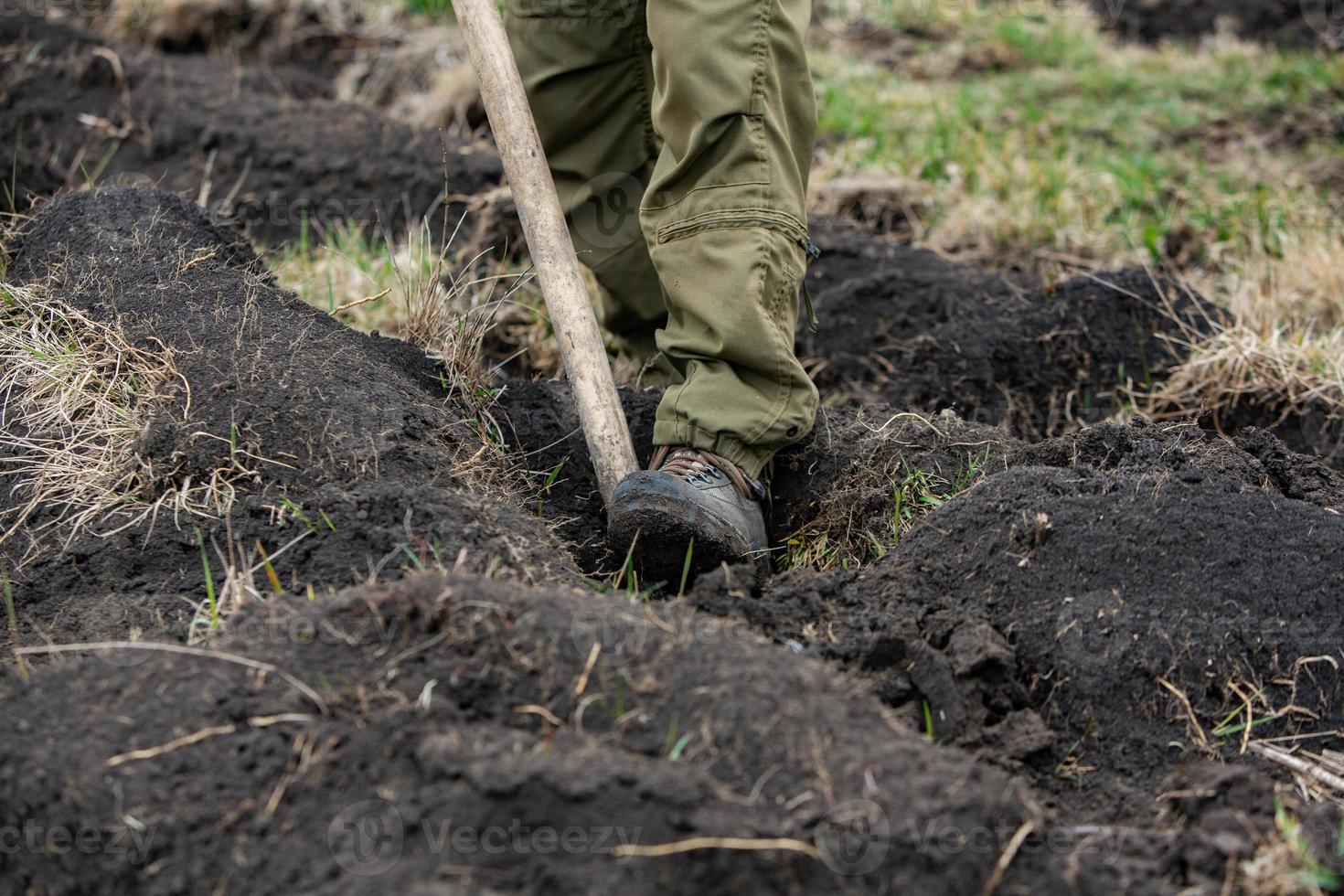 A row of seedlings in black plastic containers with one of them being planted in the ground. A small tree is being planted in a pile of soil. photo
