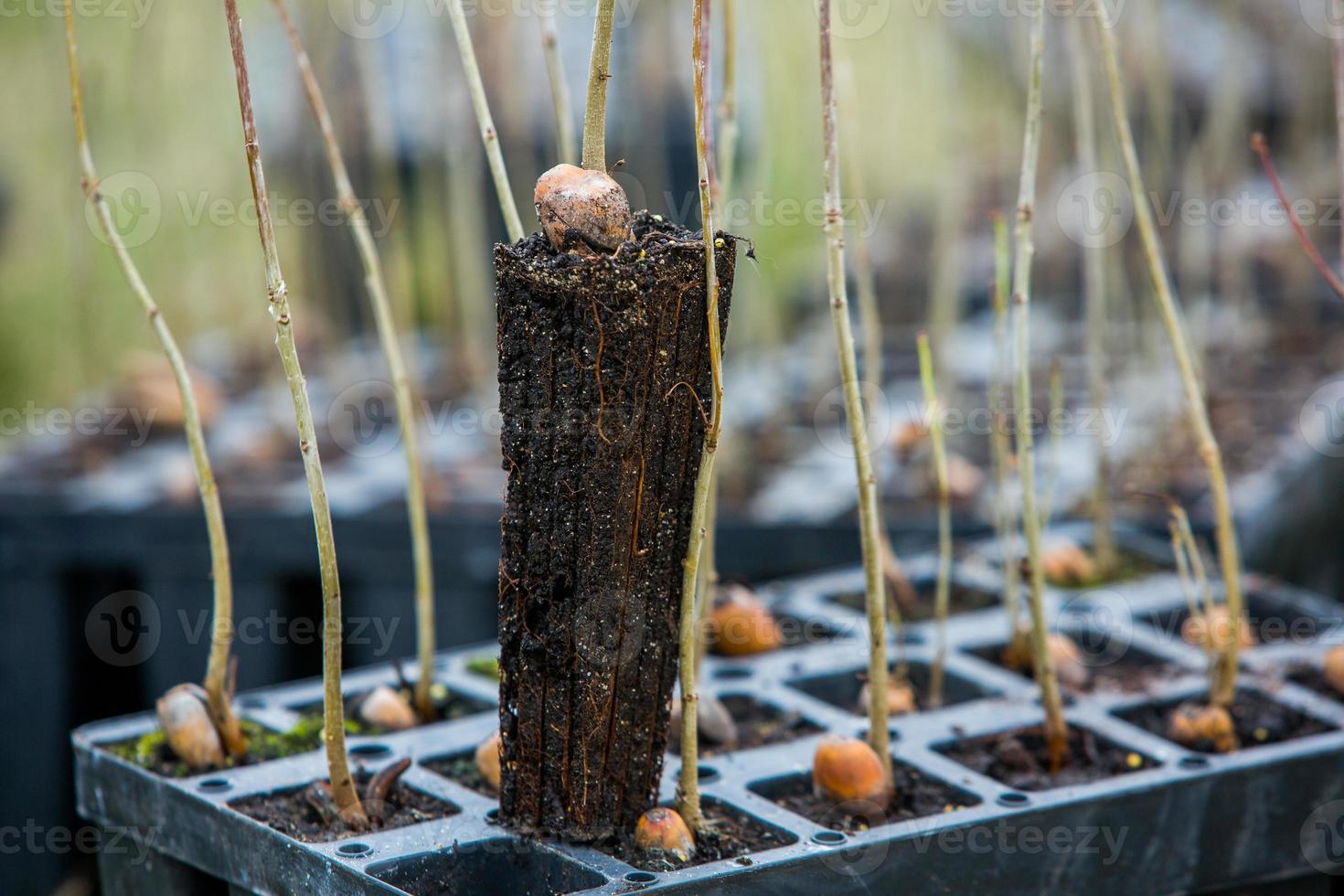 A row of seedlings in black plastic containers with one of them being planted in the ground. A small tree is being planted in a pile of soil. photo