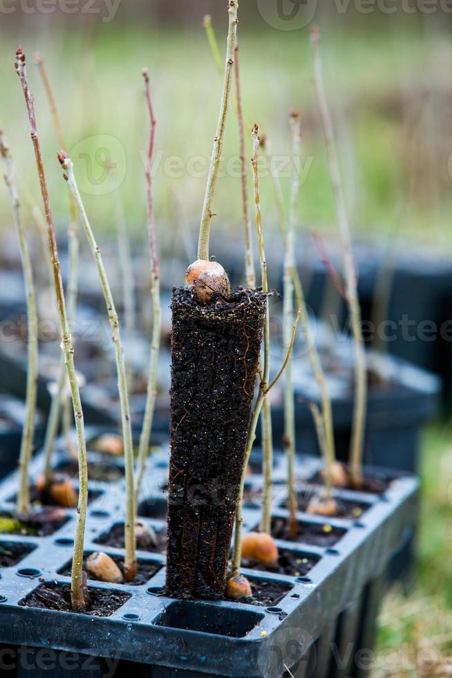A row of seedlings in black plastic containers with one of them being planted in the ground. A small tree is being planted in a pile of soil. photo