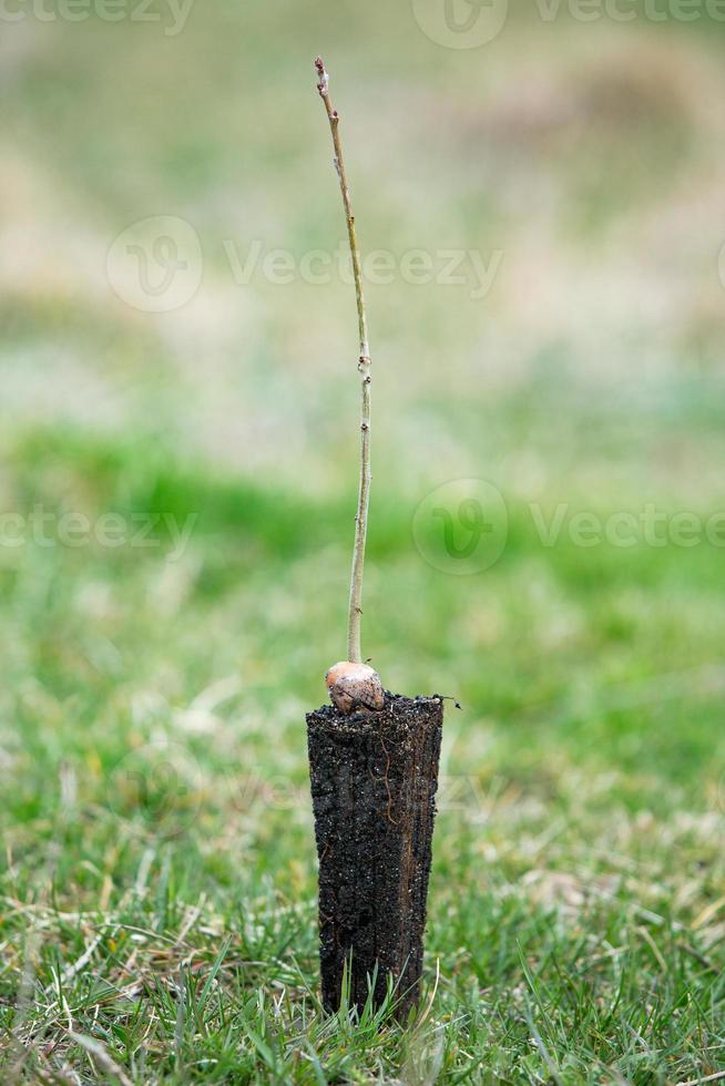 A row of seedlings in black plastic containers with one of them being planted in the ground. A small tree is being planted in a pile of soil. photo