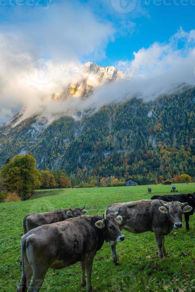 Cows grazing on a pasture surrounded by mountains under cloudy sky photo