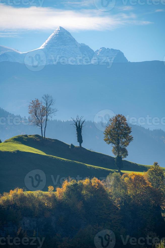 three trees standing on a mountain in the background you can see the snow covered alps photo