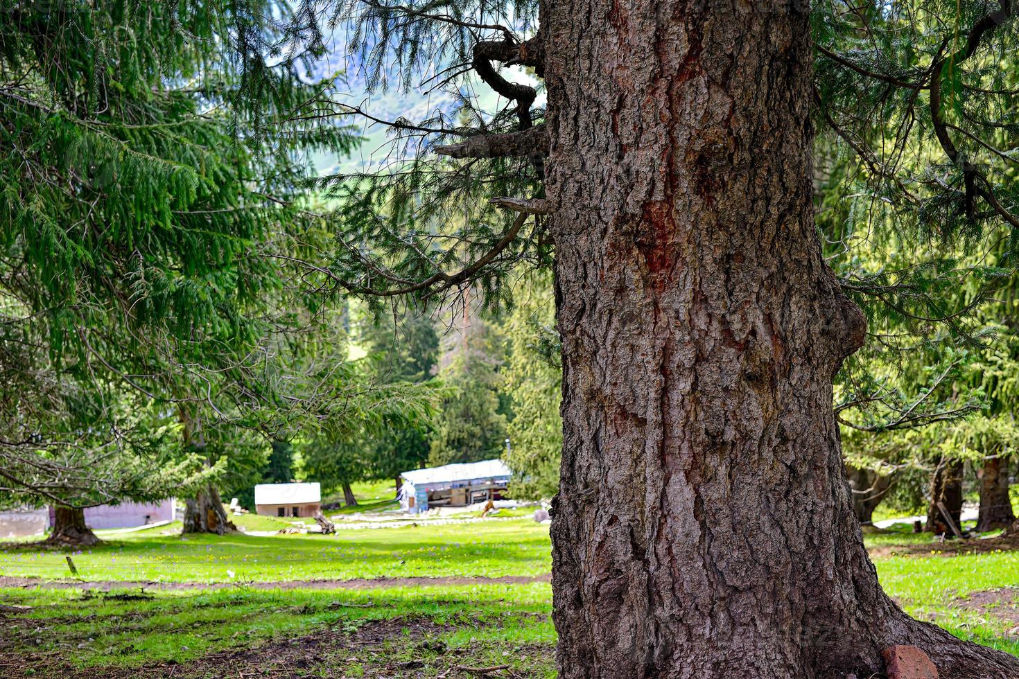 Spring landscape around Sailimu Lake in Xinjiang photo