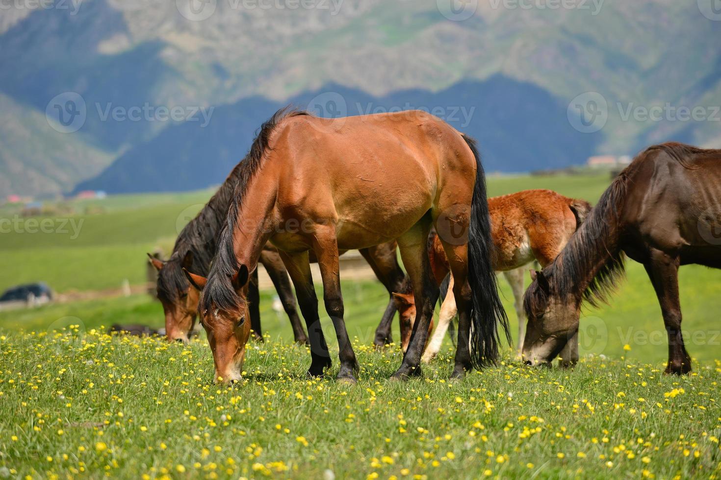 Horses grazing on the Qiongkushitai grassland in Xinjiang photo