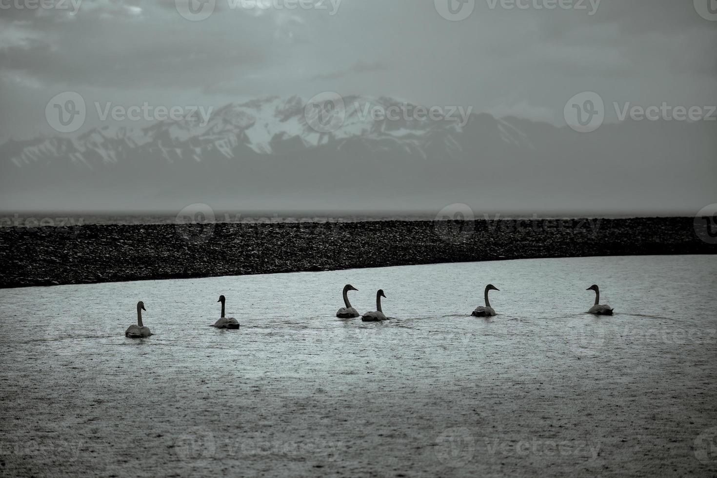 A pair of swans relaxing in Sailimu Lake, Xinjiang photo