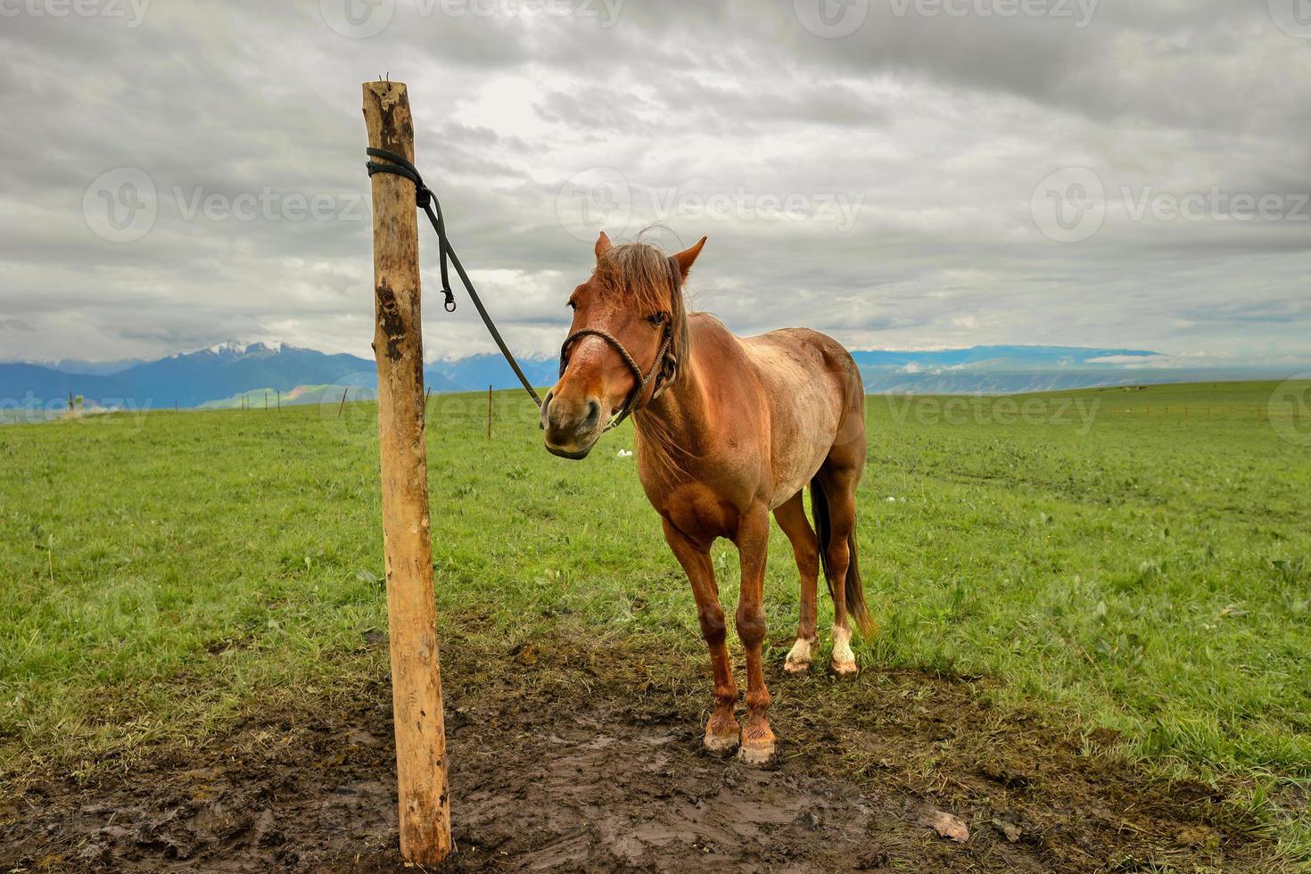 The horses on the Kalajun prairie in Xinjiang . photo