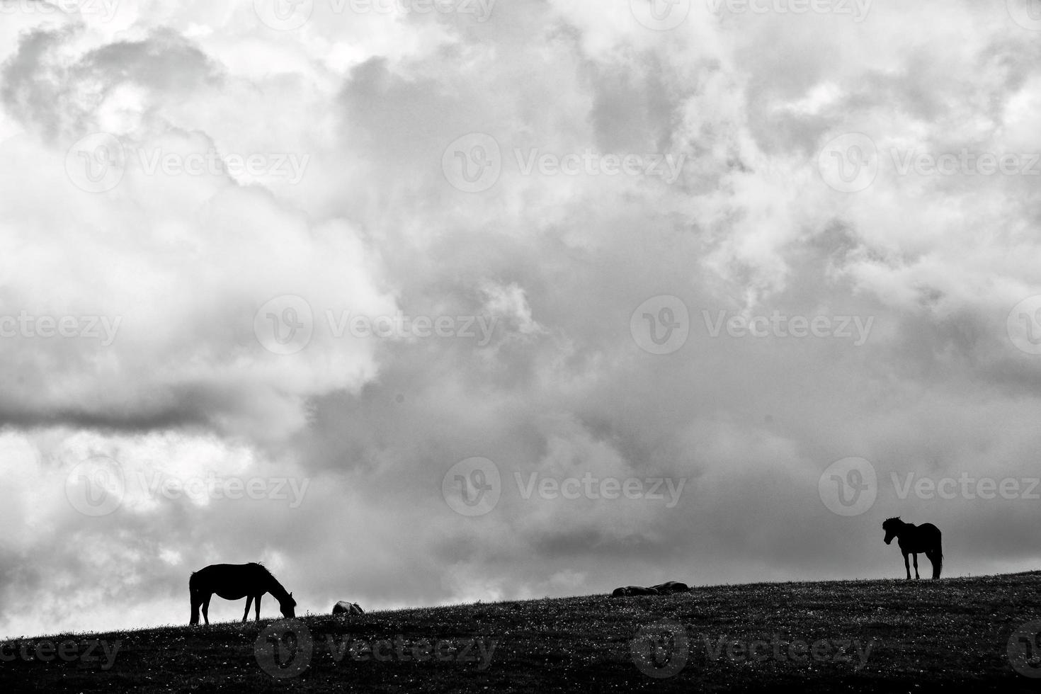 Horses grazing on the Qiongkushitai grassland in Xinjiang photo