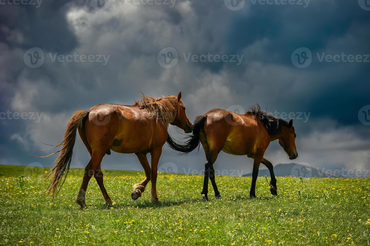 caballos pasto en el qiongkushitai pradera en Xinjiang foto