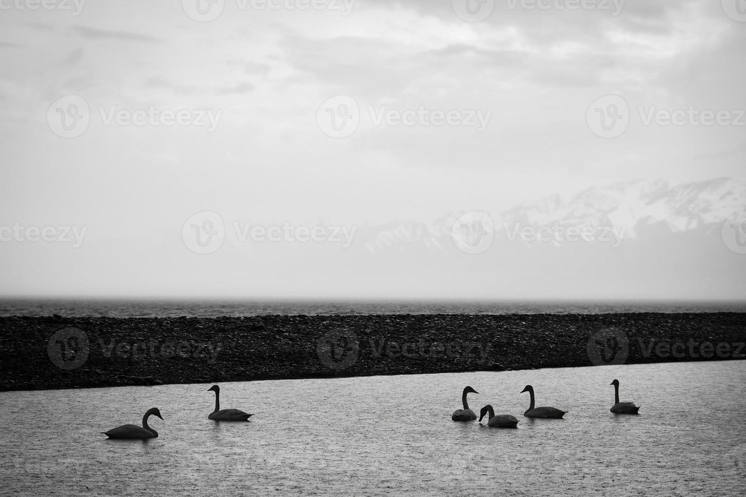 A pair of swans relaxing in Sailimu Lake, Xinjiang photo