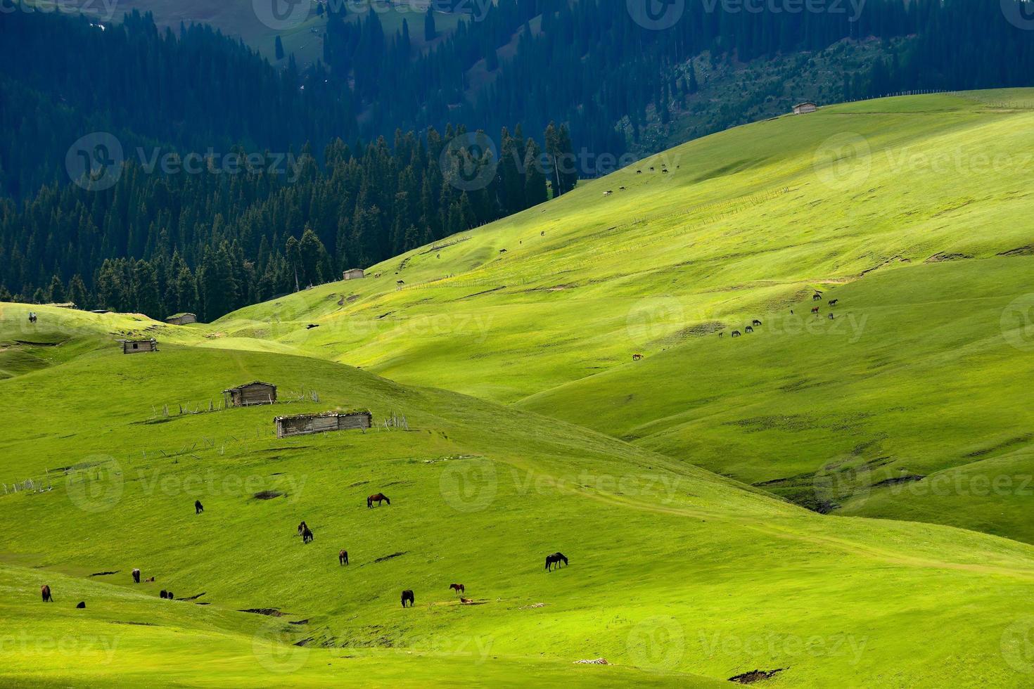 Horses grazing on the Qiongkushitai grassland in Xinjiang photo