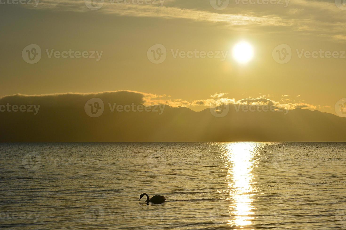 Swans swim in the golden morning light of Tarim Lake photo