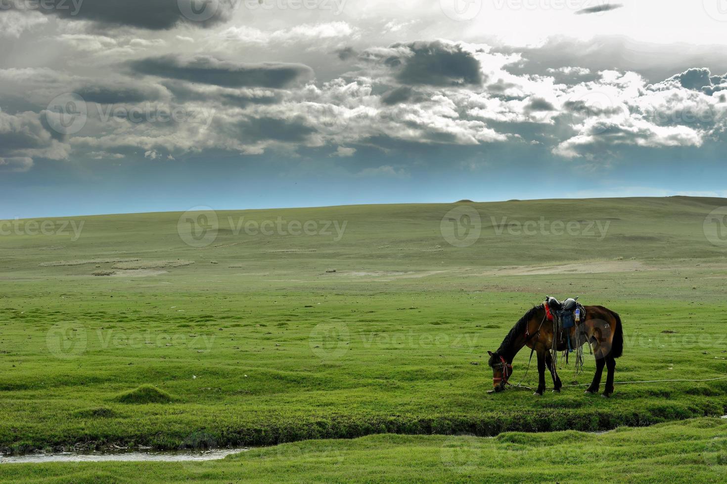 Resting horses in Swan Lake Reserve in Bayinbulak, Xinjiang photo