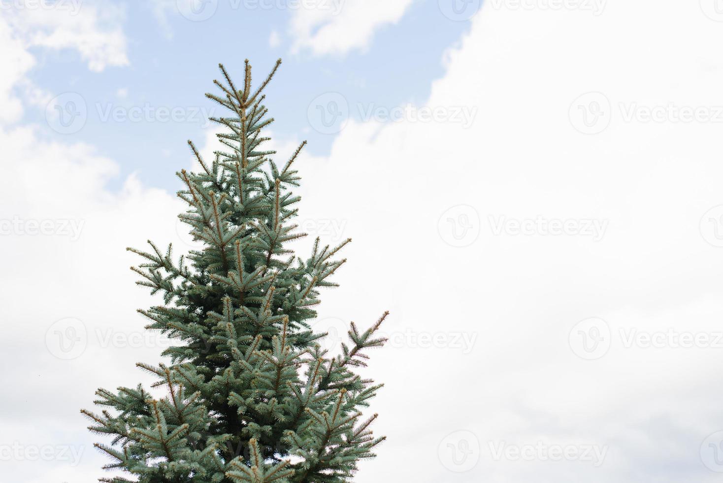 Blue spruce on the background of a blue sky with clouds. Copy space photo