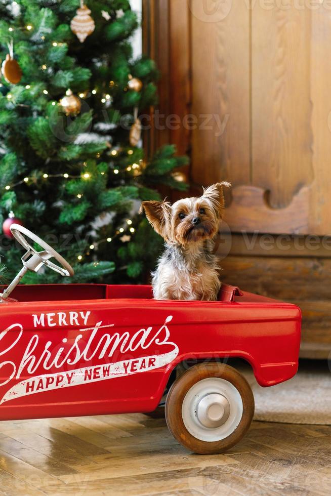 un Yorkshire terrier se sienta en un rojo juguete coche decorado para Navidad. nuevo años tarjeta con un perro foto