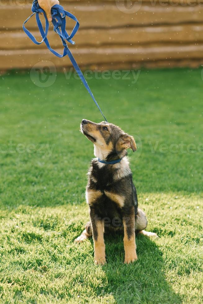 Cute adult puppy on a leash, which is kept by its owner outdoors photo