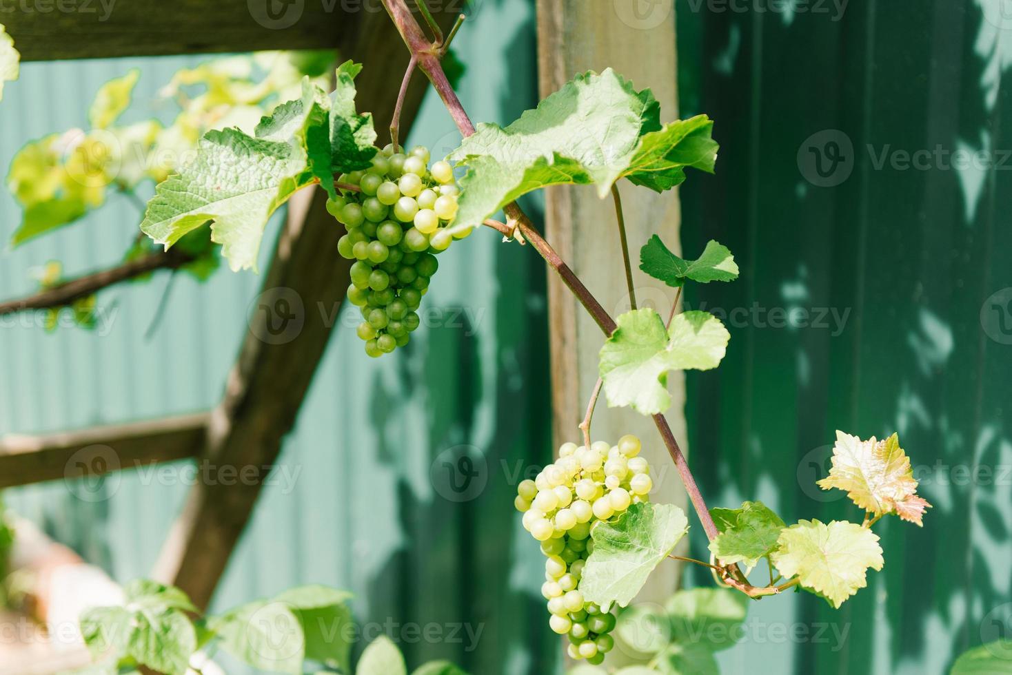 A bunchberry of green wine grape growing in the garden photo