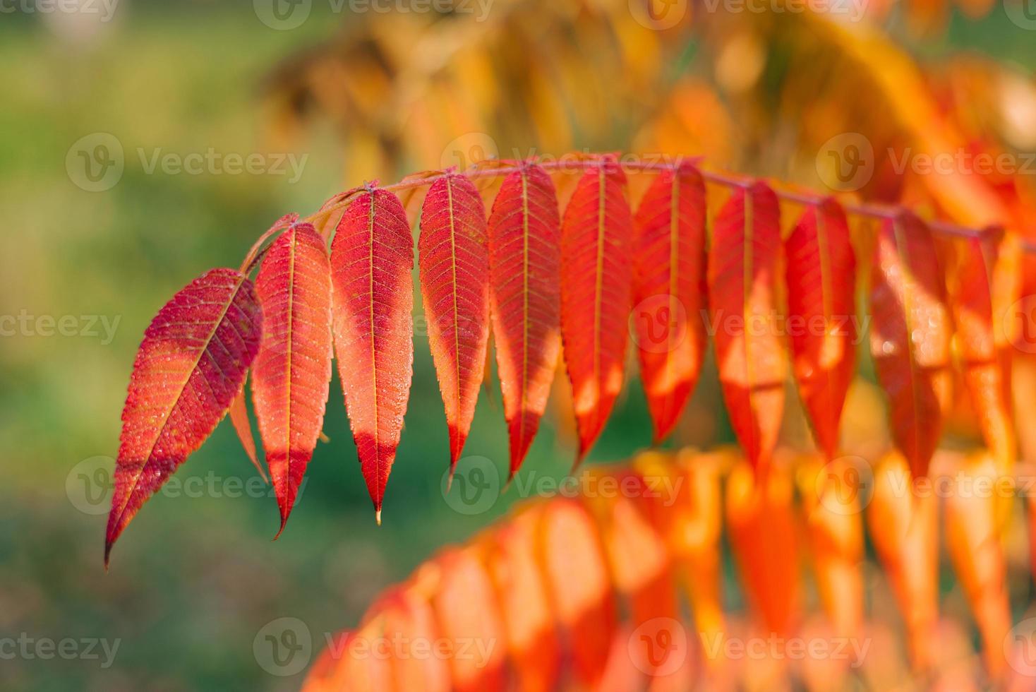 hermosa rojo hojas de un vinagre árbol en un soleado otoño día de cerca foto