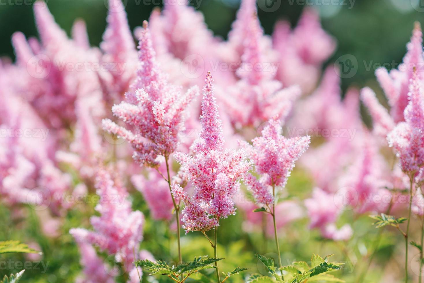 verano frontera o antecedentes con un rosado flor. un hermosa naturaleza escena con un floreciente suave rosado astilbe foto