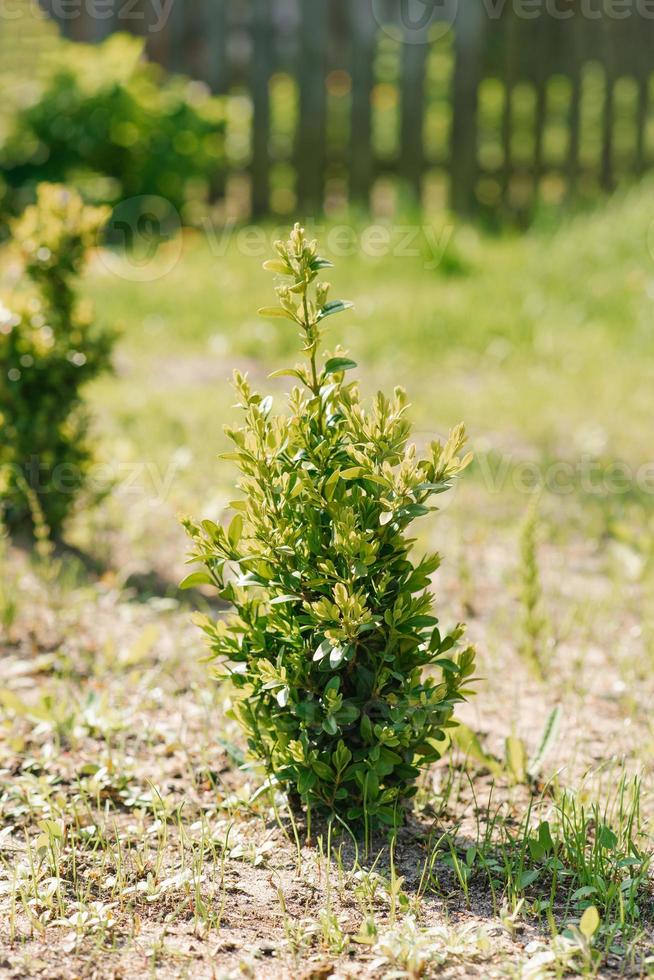 A young boxwood bush grows in the garden in summer photo