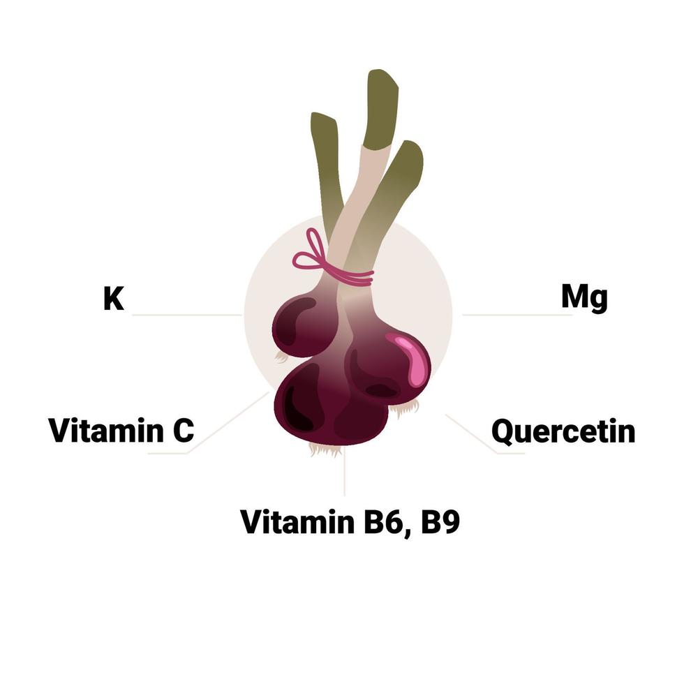 Vector onion with its constituent vitamins and minerals, including vitamin C, B6, B9, folic acid, magnesium, potassium, quercetin. Educational health benefits illustration.