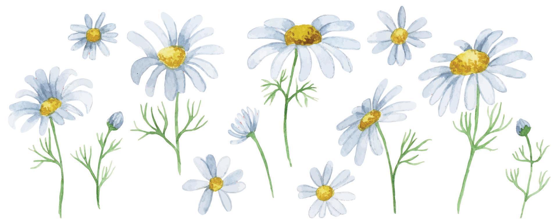 watercolor drawing set of chamomile flowers. wildflowers vector