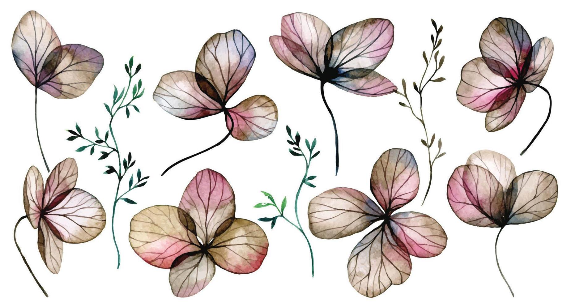 set of watercolor transparent hydrangea flowers. dried hydrangea flowers, x-ray vector