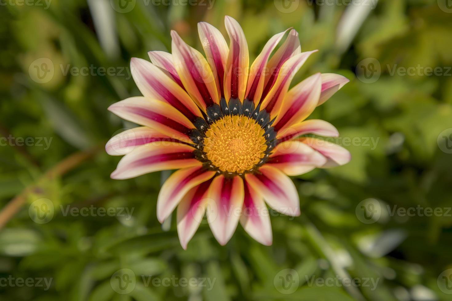 Beautiful flower of a gazania with white and orange petals in the garden photo