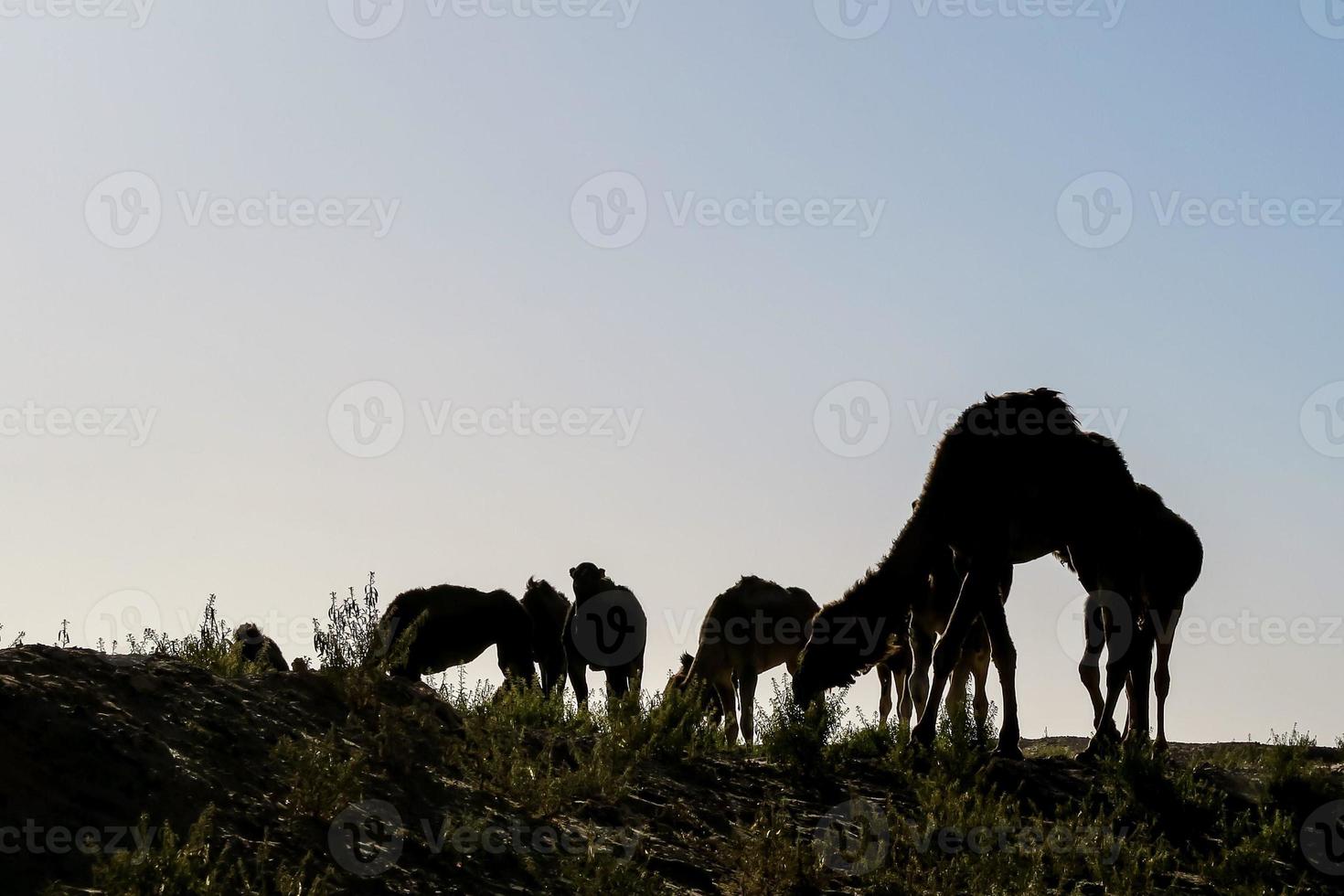 Camels in Morocco photo