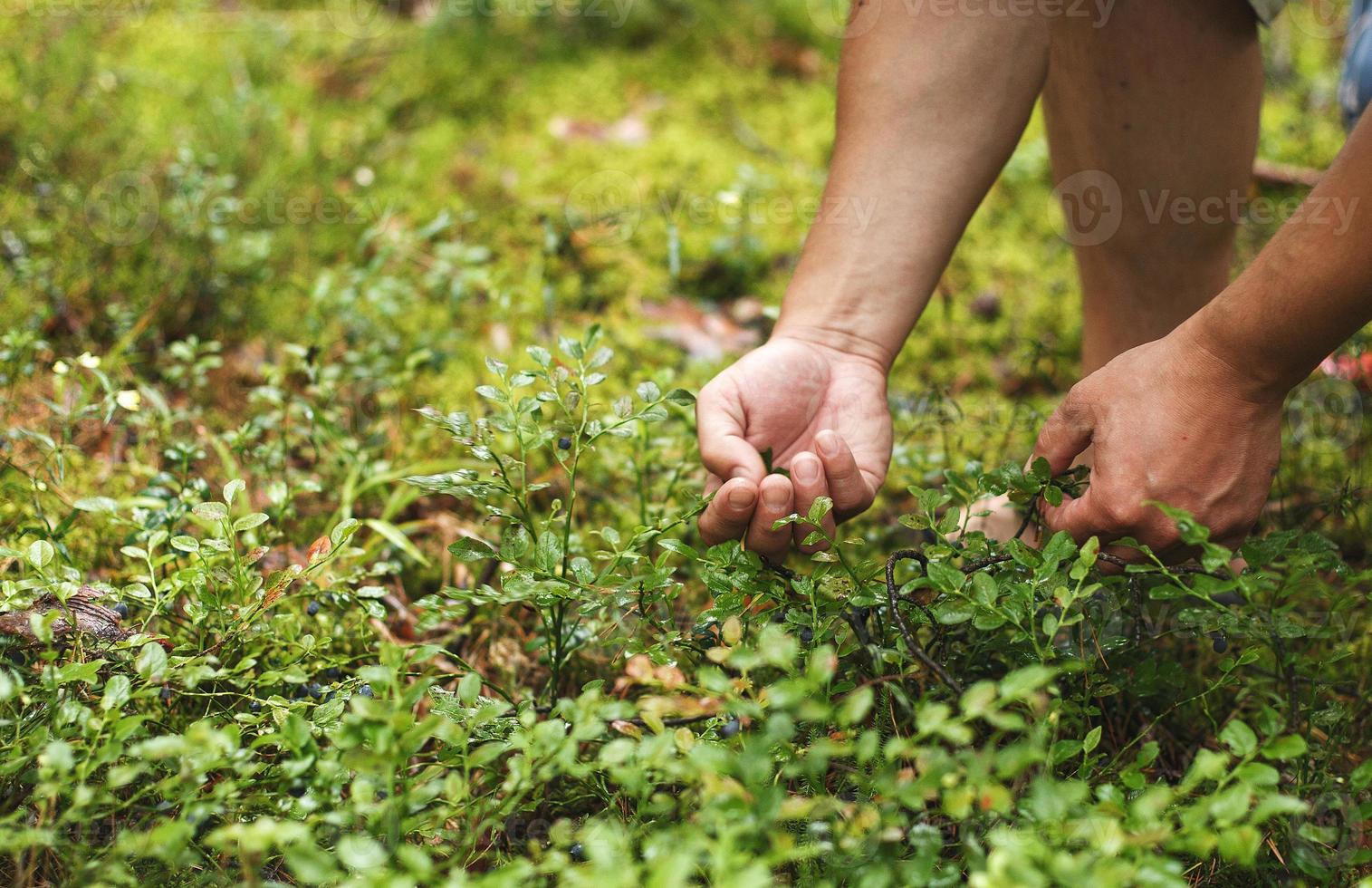 man picks blueberries in the forest. blueberry bushes in the forest photo