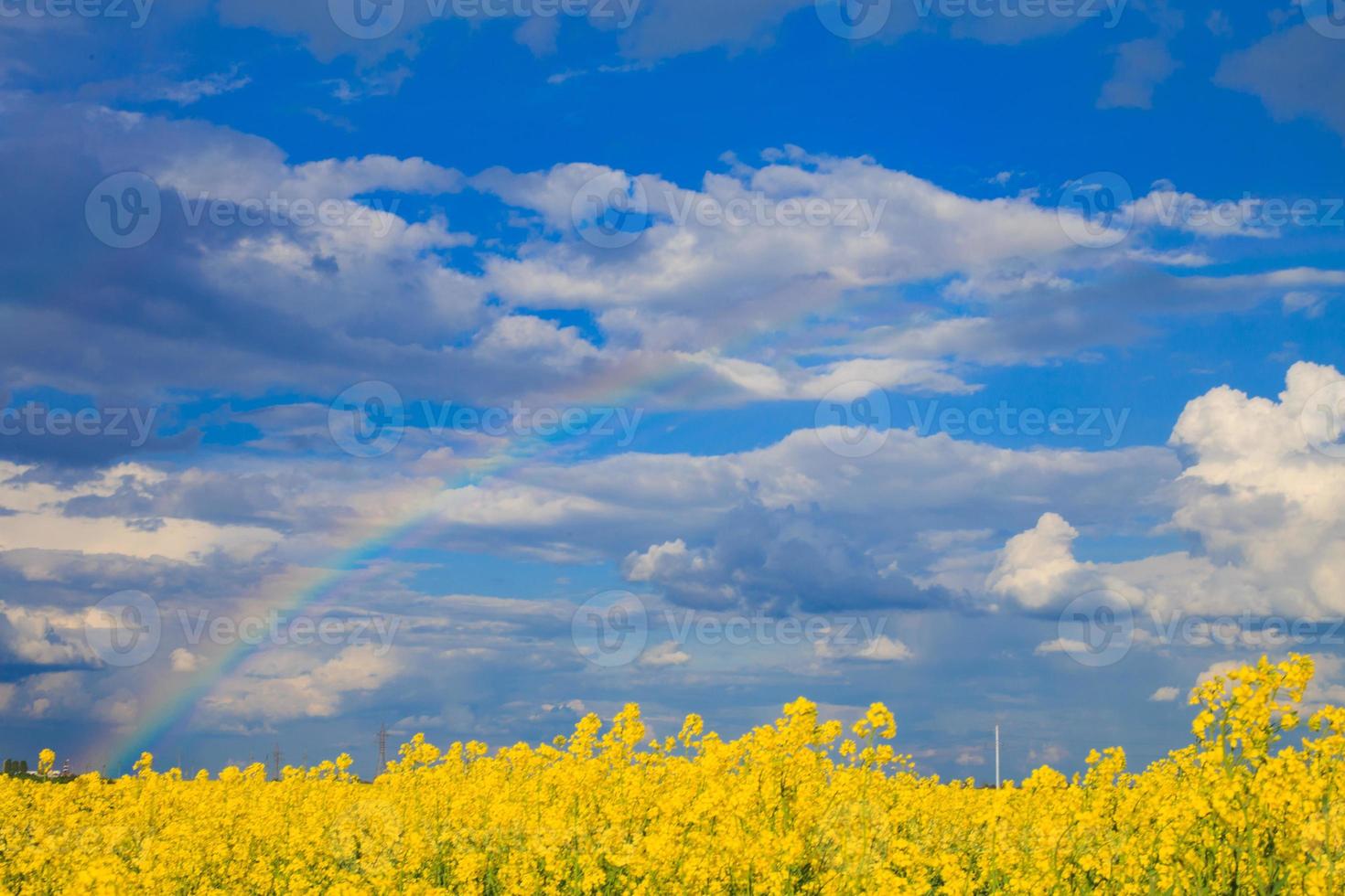 rapeseed field with a rainbow in the sky photo