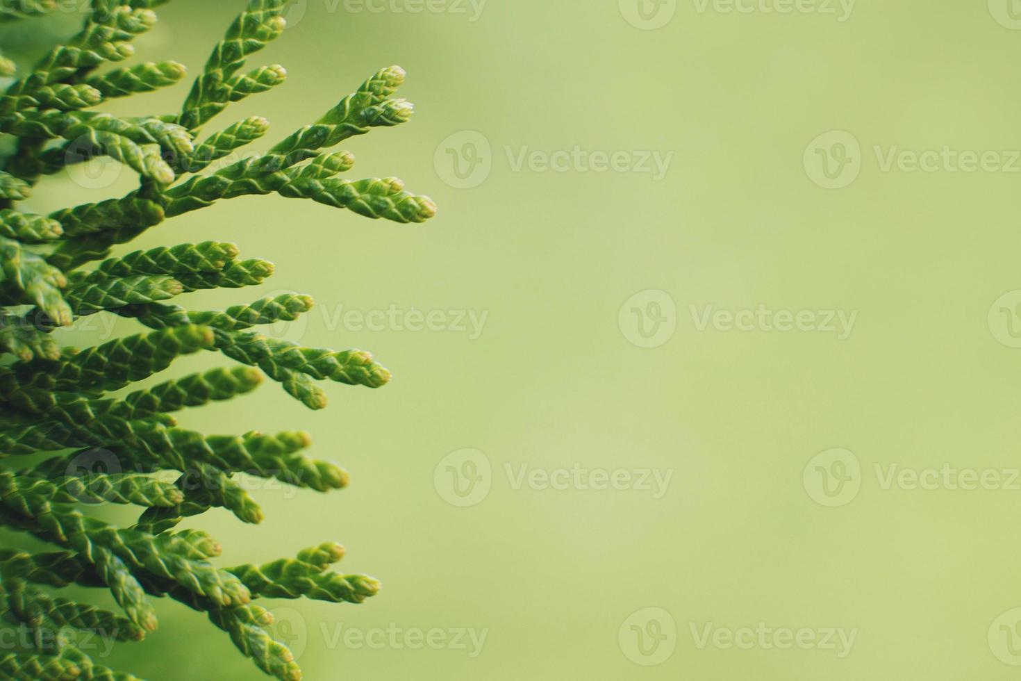 a thuja close up. thuja branch background photo