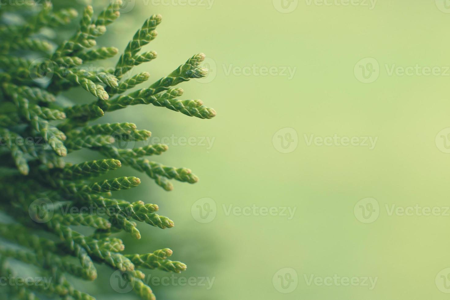 a thuja close up. thuja branch background photo