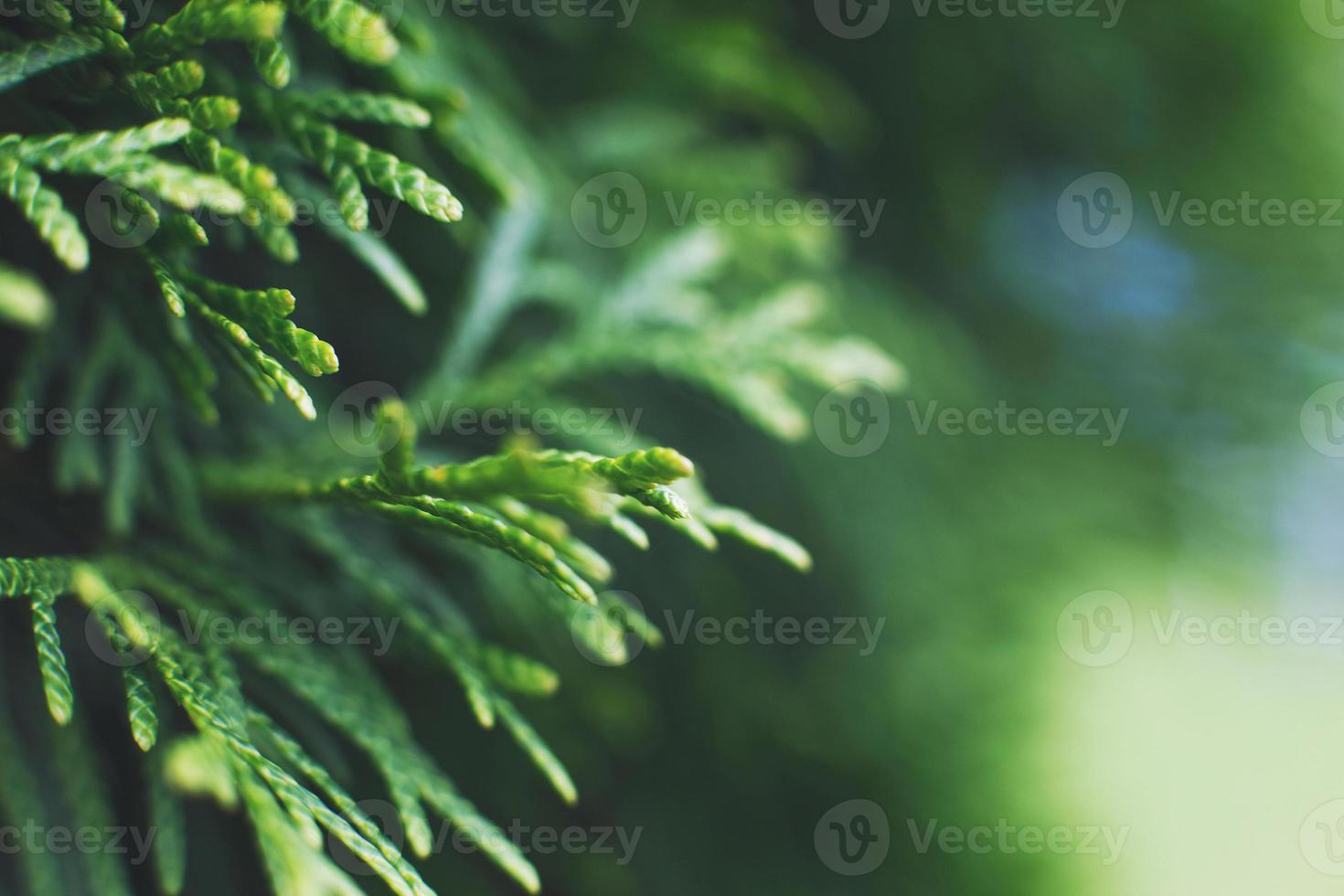 a thuja close up. thuja branch background photo