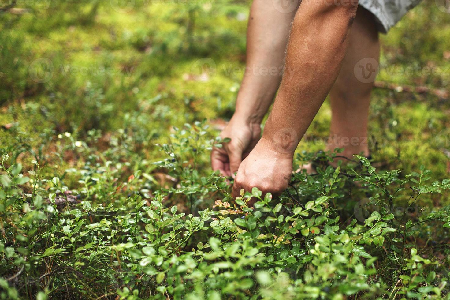 man picks blueberries in the forest. blueberry bushes in the forest photo