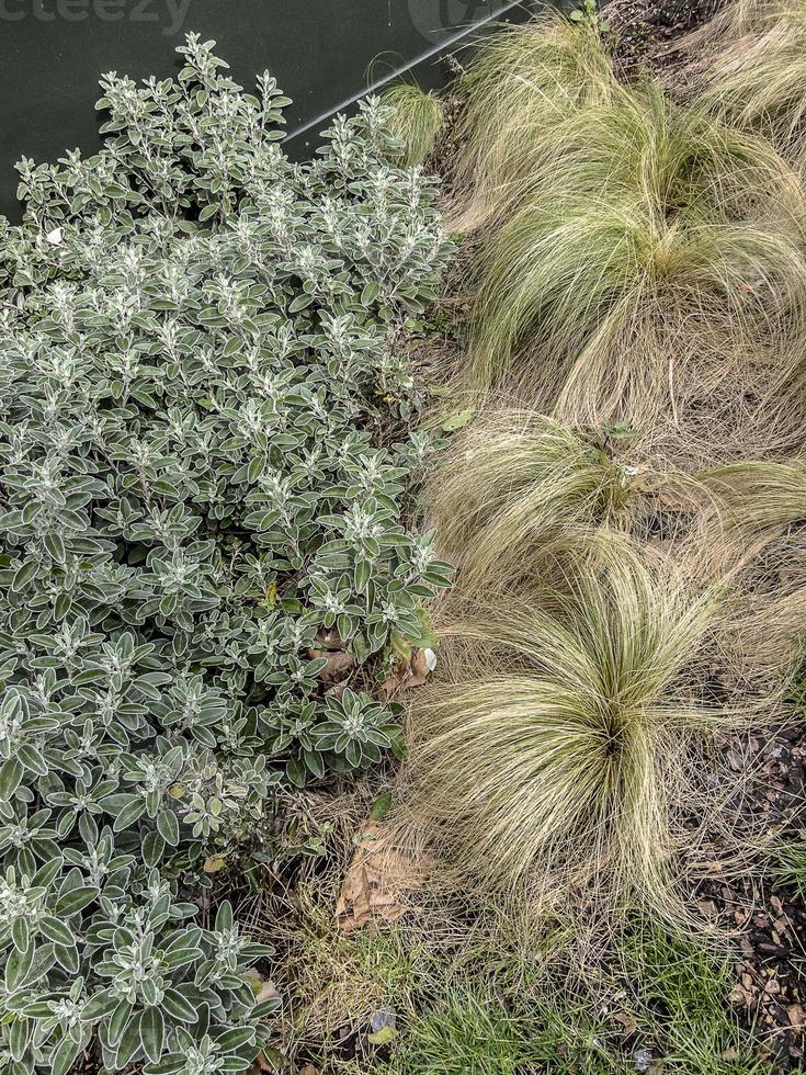 Light Green Grass photo