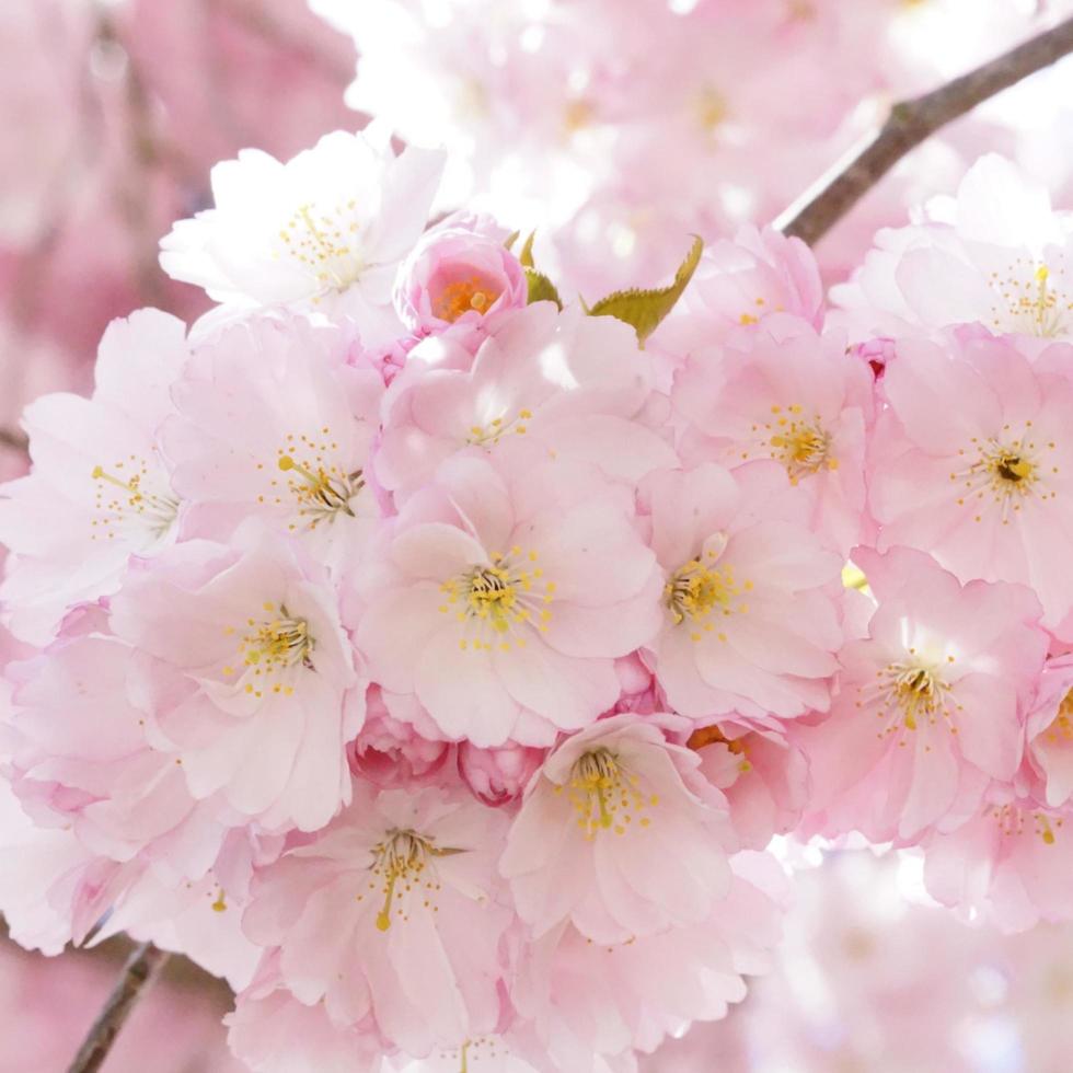 Japanese cherry blossom  photo