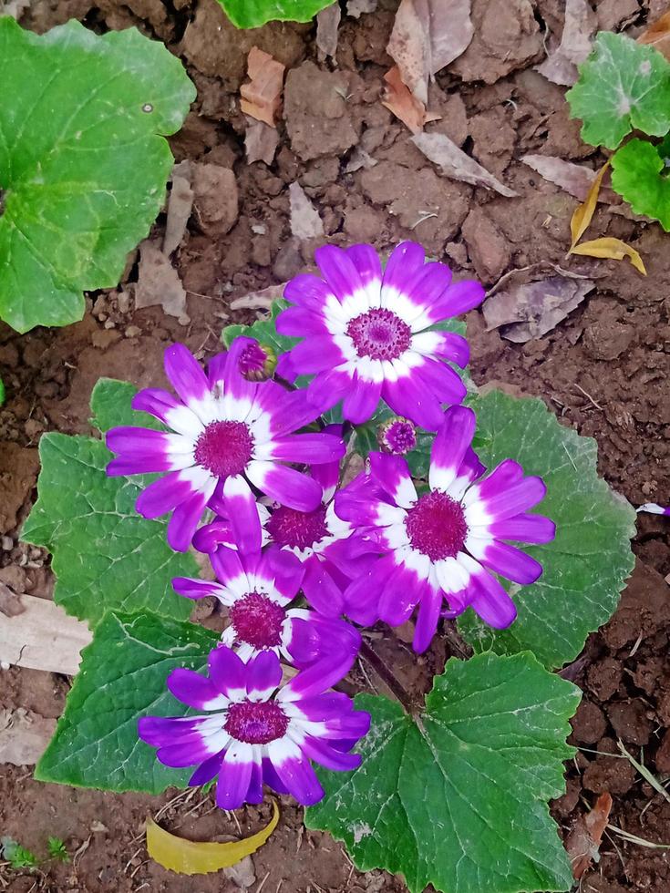 Pericallis  hybrida plant photo