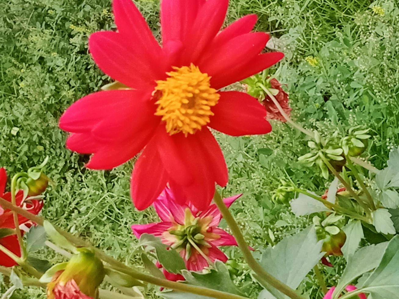 Dahlia pinnata plant photo