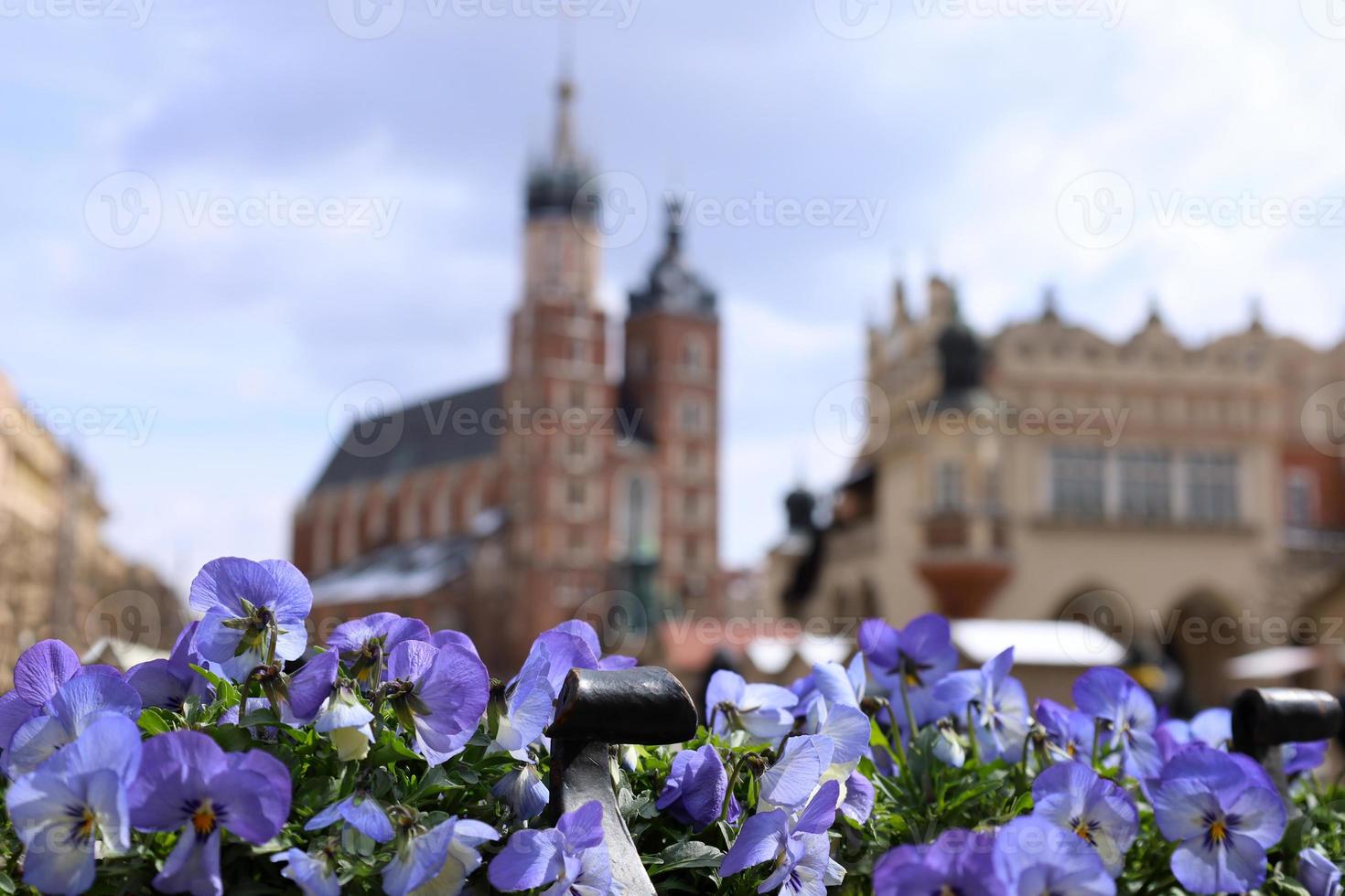 principal cuadrado en cracovia, Polonia, S t. de maría basílica y el paño salón en el distancia. borroso desenfocado horizontal antecedentes. púrpura viola flores en primer plano abajo, cerca arriba, selectivo enfocar. foto