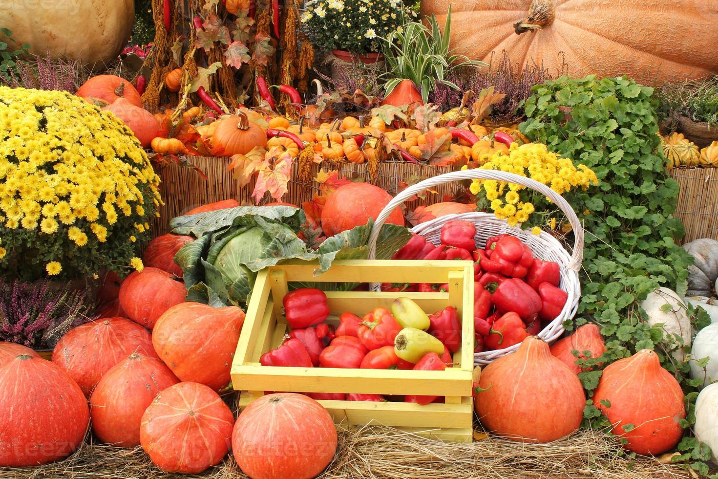 calabaza orgánica y verdura en caja de madera en feria agrícola. cosechando el concepto de tiempo de otoño. jardín otoño planta natural. decoración de halloween de acción de gracias. fondo rural de la granja festiva. comida vegana. foto