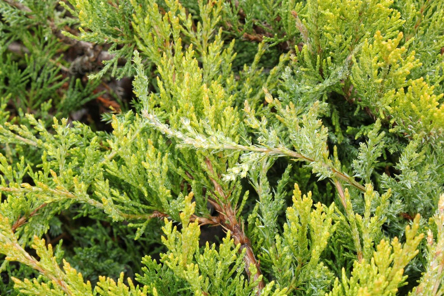 Green branches of thuja tree. Evergreen chinese cypress tui coniferous. Thuya juniper twig. Decorative plant gardening. Nature cedar christmas composition leaves texture pattern background. Close-up photo