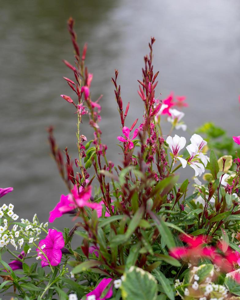 flower bunch with water background photo