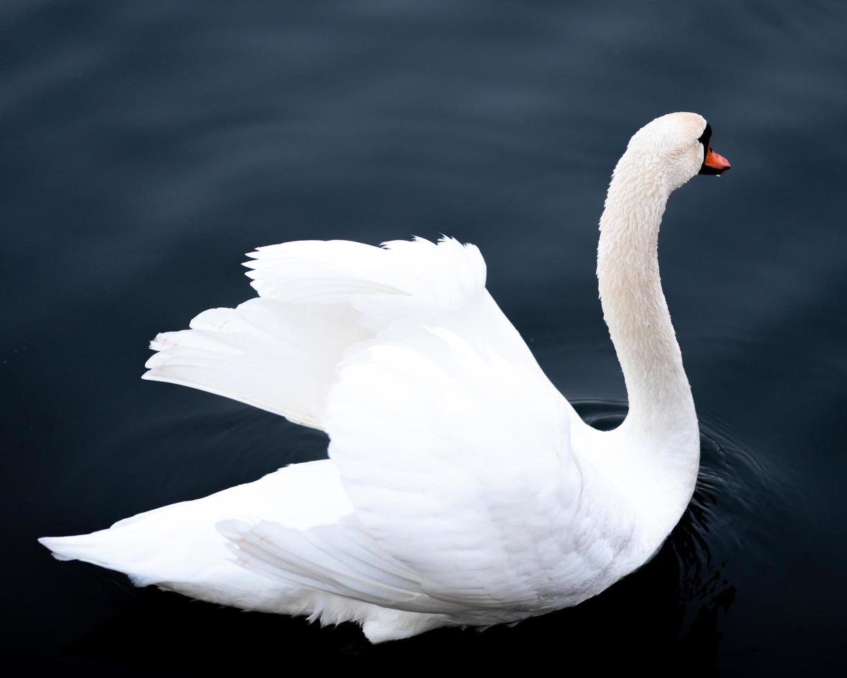 Swan in the lake - white swan with feathers in the dark blue water photo