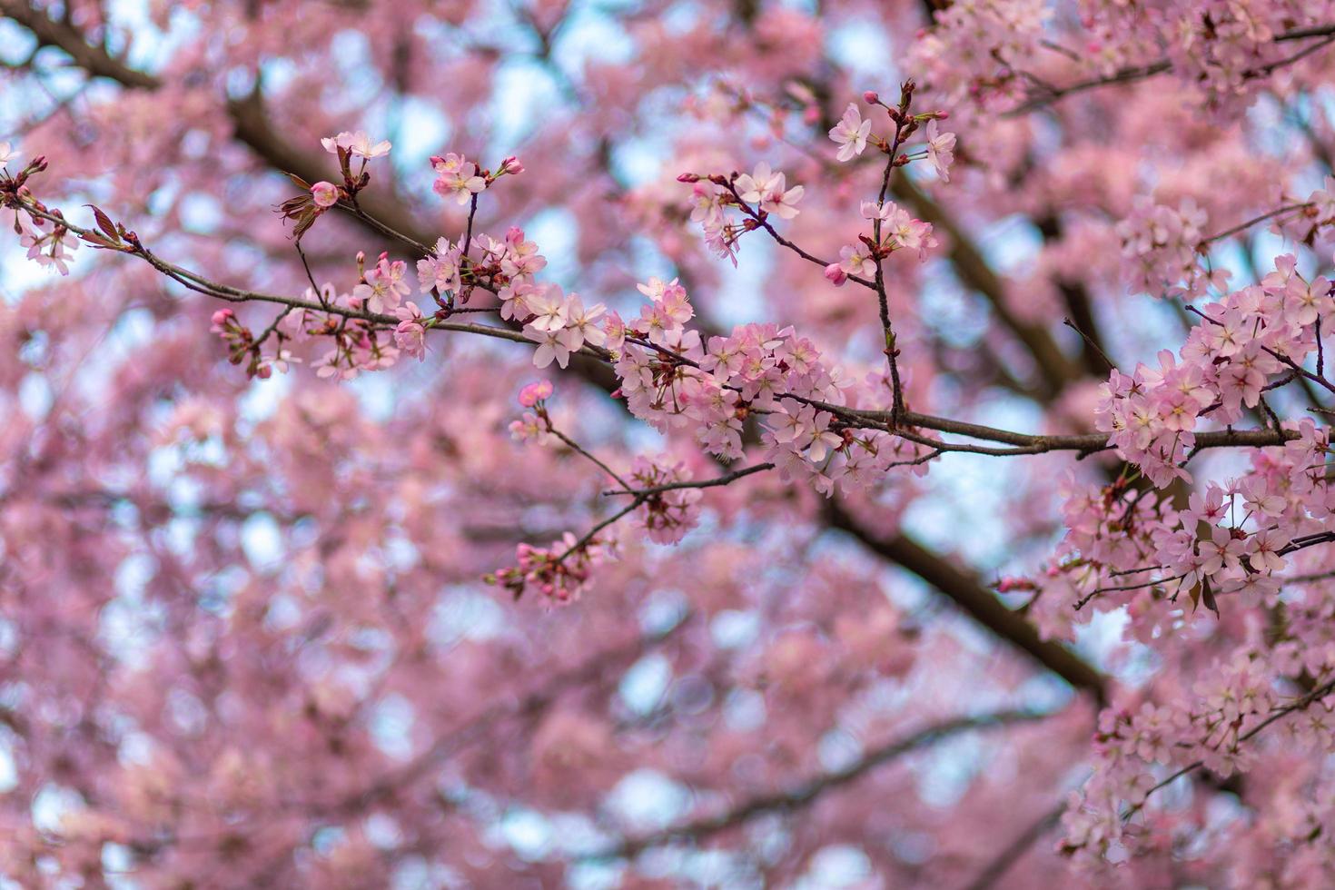 Cherry Blossom - Clourfull image of the cherry blossom flowers on the tree photo