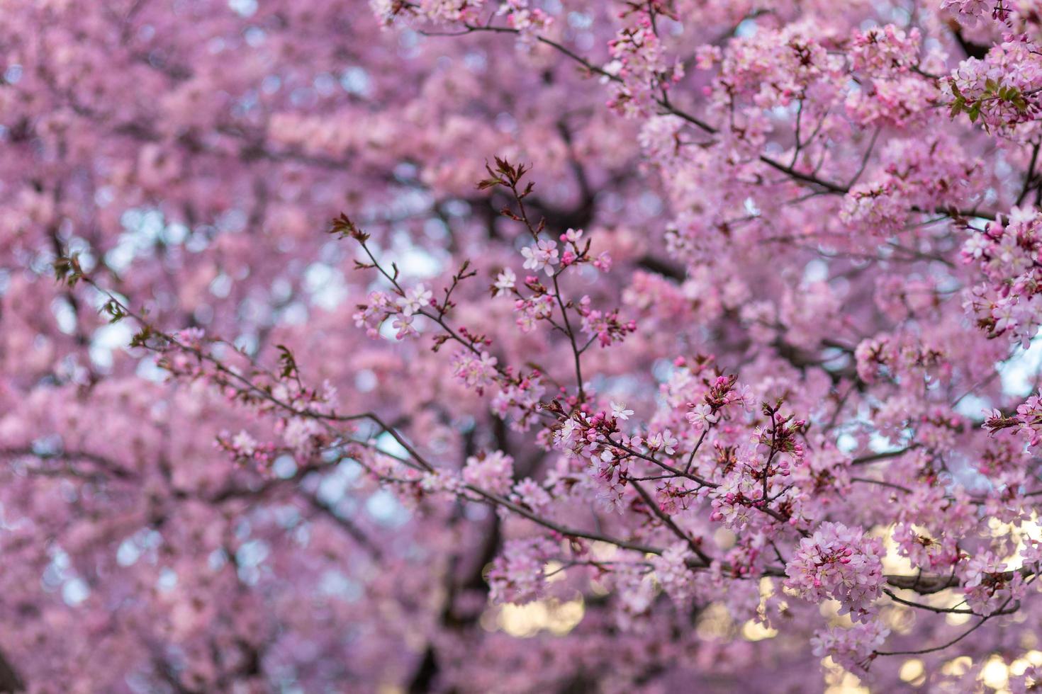 Cherry blossom on a tree photo