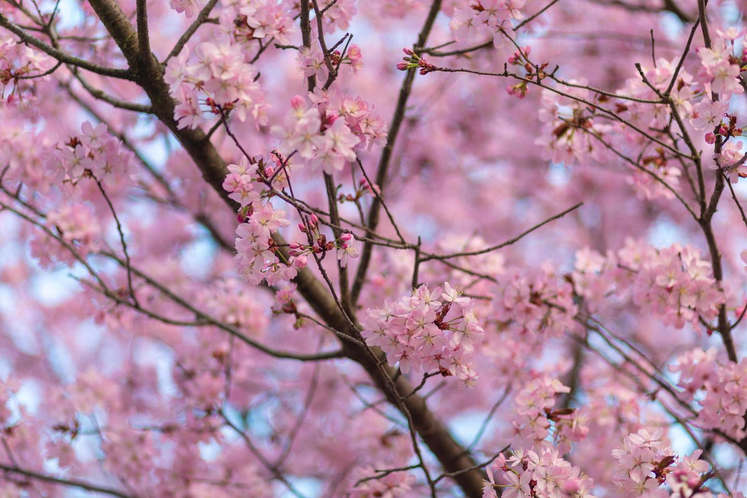 Cherry Blossom - Clourfull image of the cherry blossom flowers on the tree photo