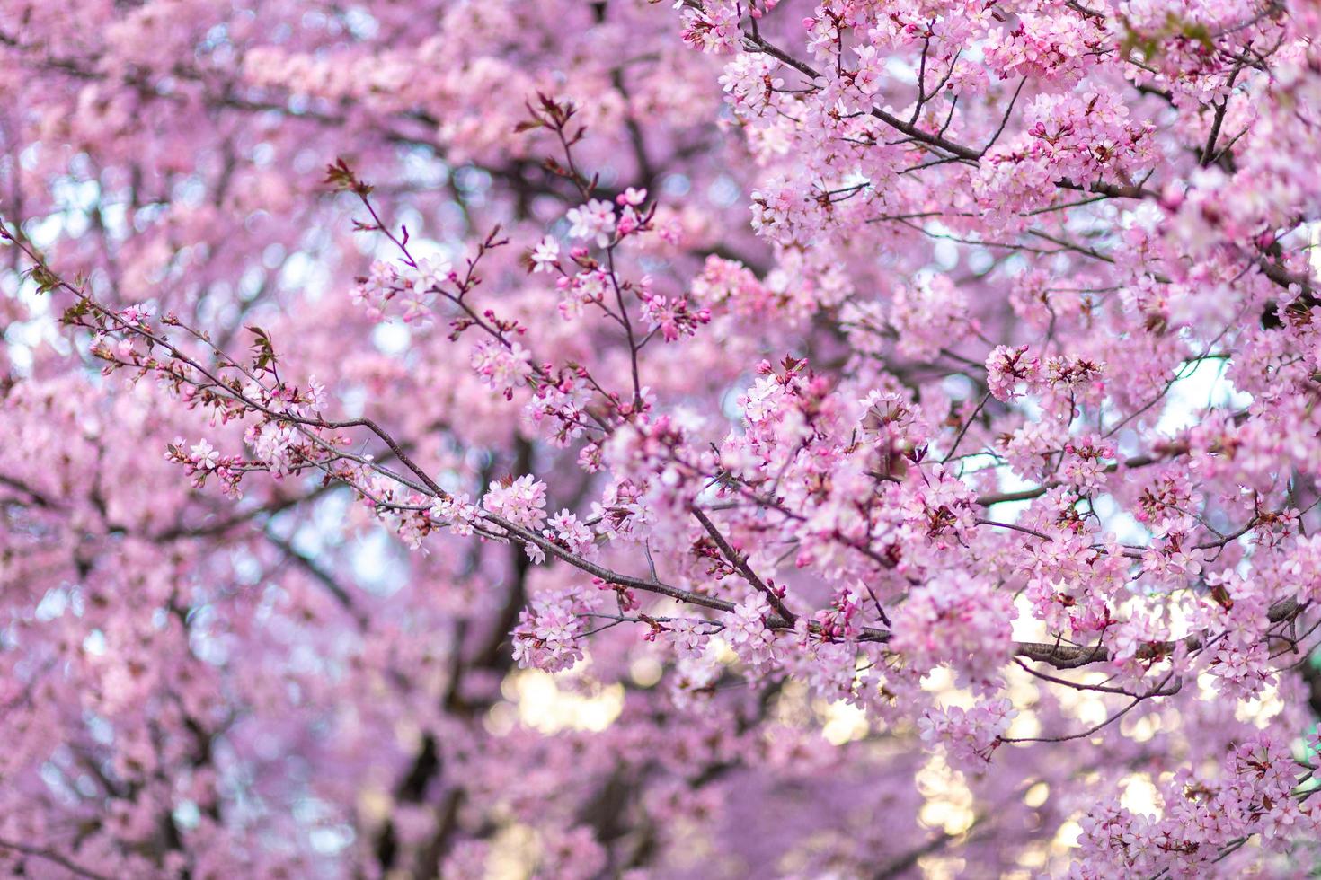 Cherry Blossom - Clourfull image of the cherry blossom flowers on the tree photo